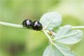 Coptosoma scutellatum